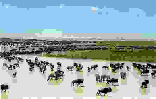 serengeti 