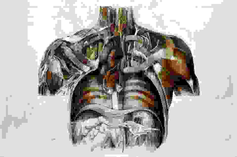 anatomia-3.jpg