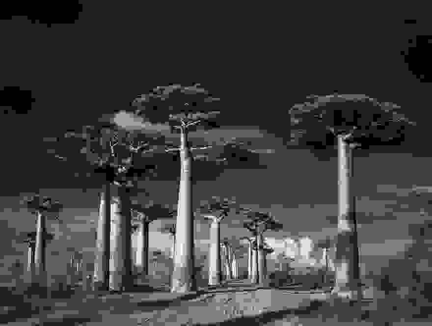 ancient-trees-beth-moon-1.jpg