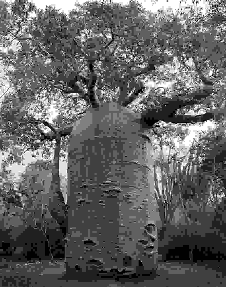 ancient-trees-beth-moon-11.jpg