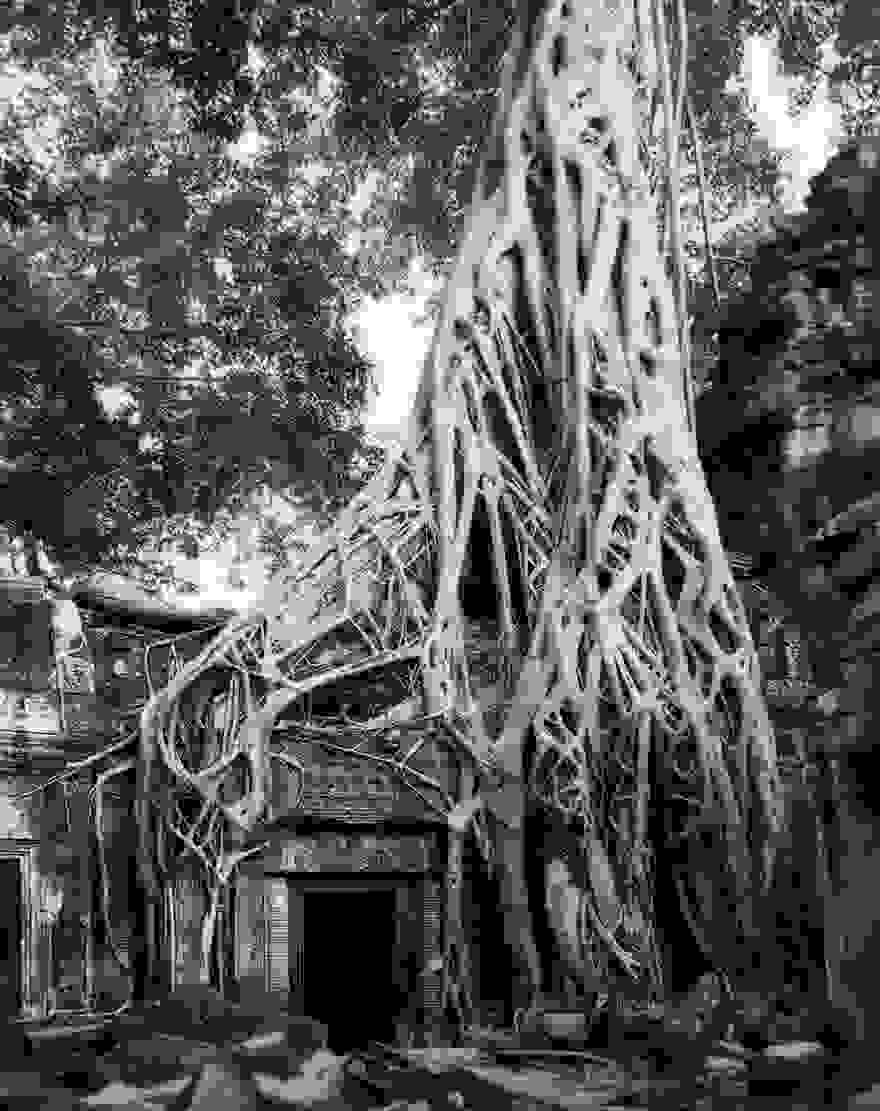 ancient-trees-beth-moon-13.jpg