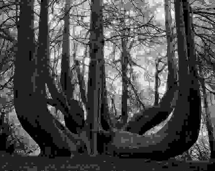 ancient-trees-beth-moon-14.jpg