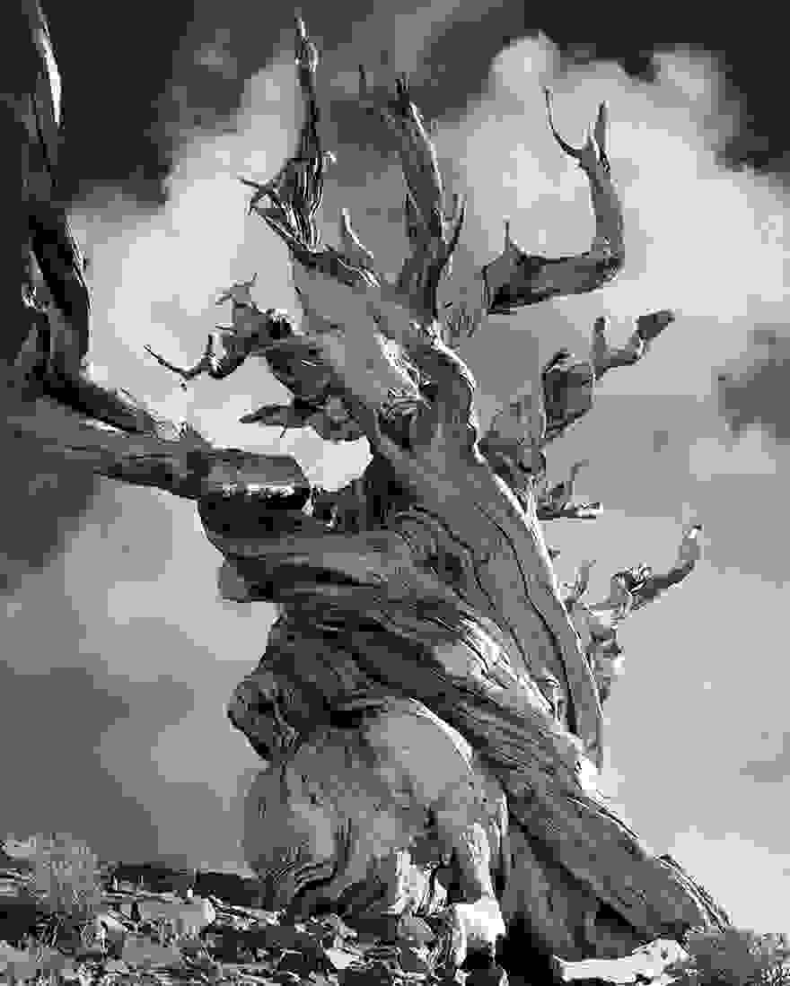 ancient-trees-beth-moon-15.jpg