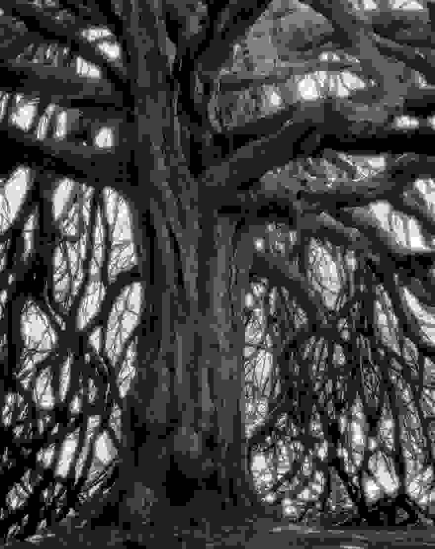 ancient-trees-beth-moon-18.jpg