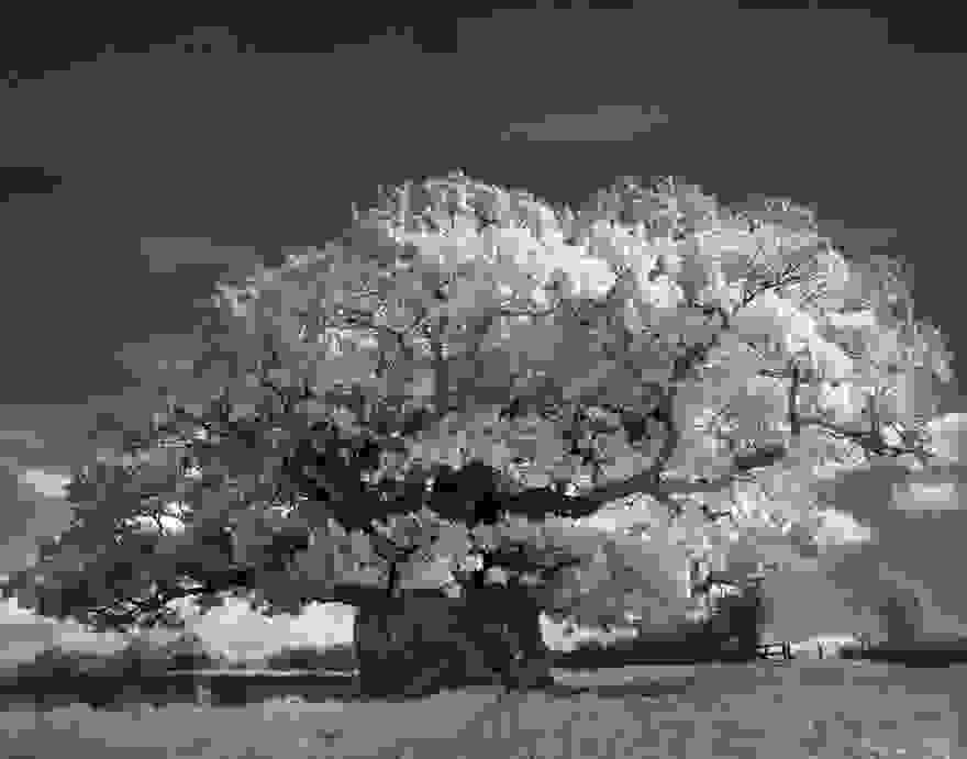 ancient-trees-beth-moon-2.jpg