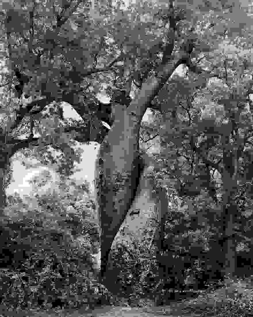 ancient-trees-beth-moon-20.jpg