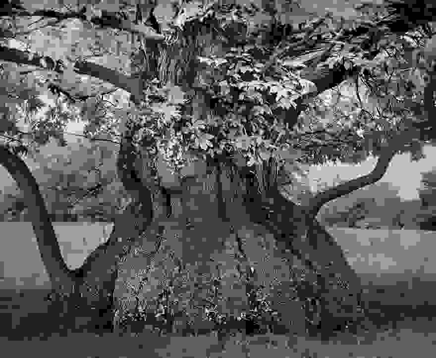 ancient-trees-beth-moon-4.jpg