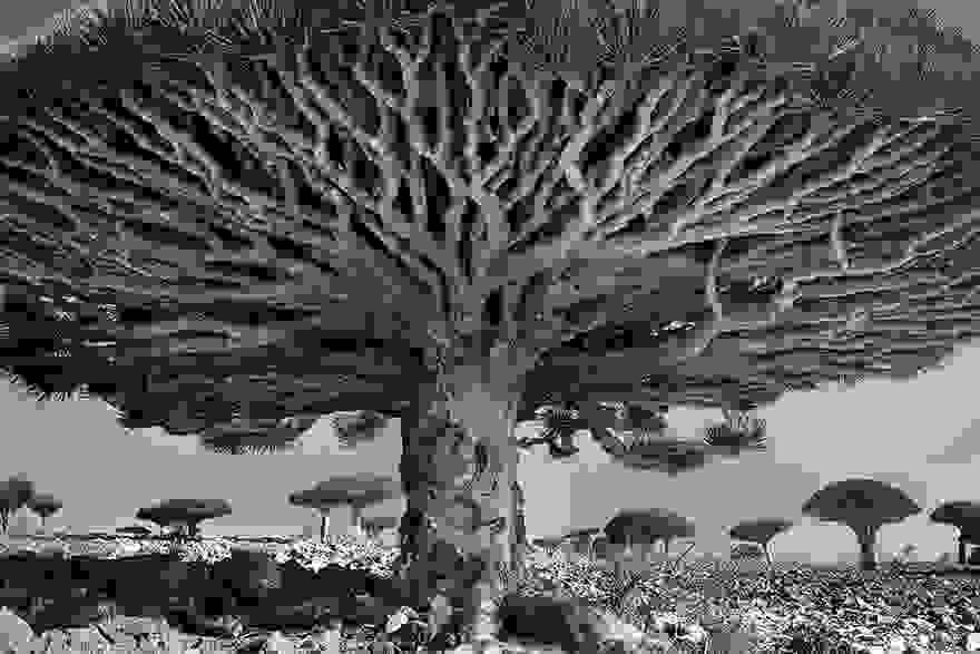 ancient-trees-beth-moon-8.jpg