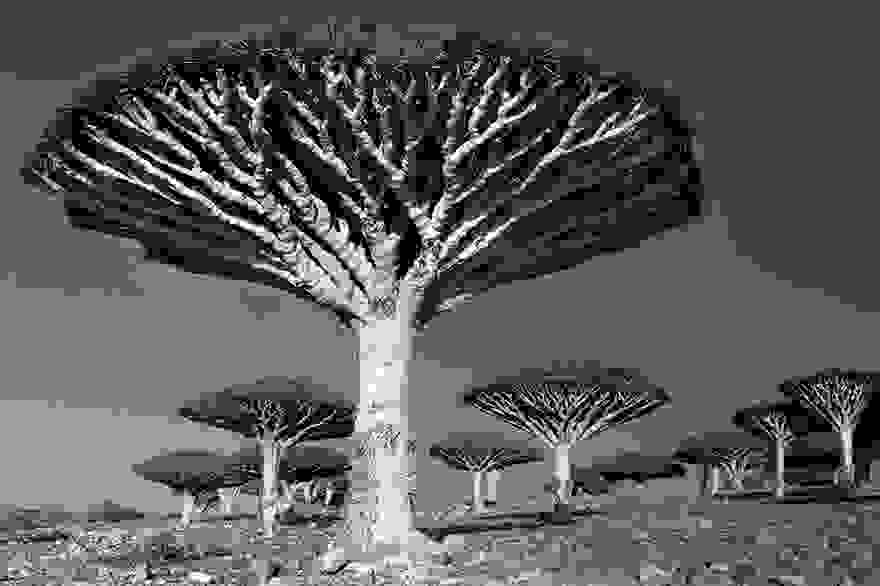 ancient-trees-beth-moon-9.jpg