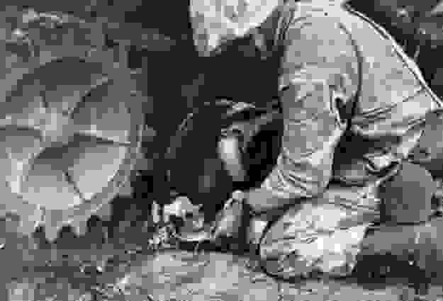 animal-soldier9.jpg