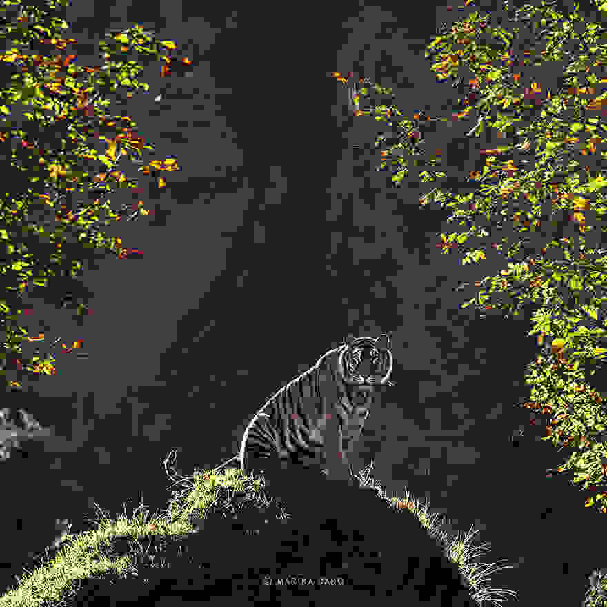 animal-wildlife-photography-marina-cano-13.jpg