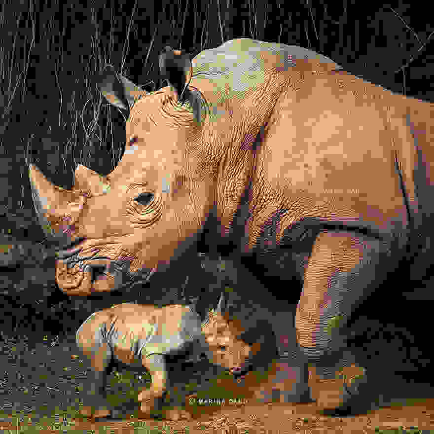 animal-wildlife-photography-marina-cano-14.jpg