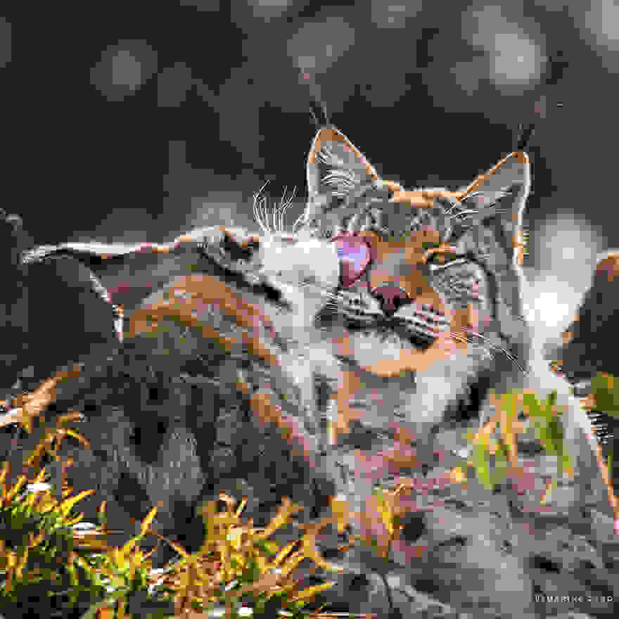 animal-wildlife-photography-marina-cano-25.jpg