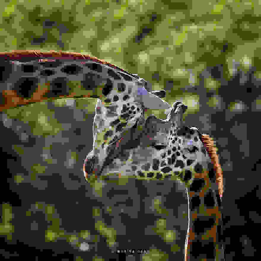 animal-wildlife-photography-marina-cano-6.jpg