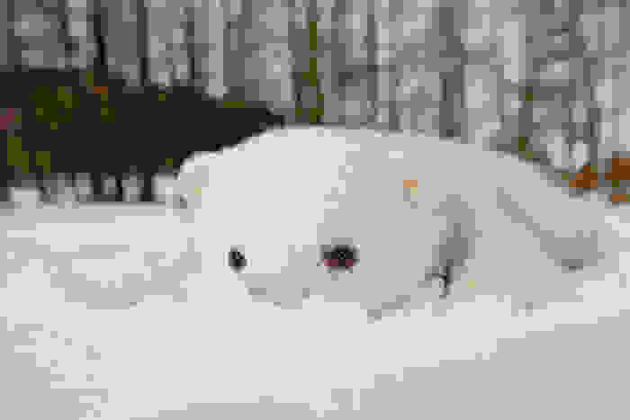 animals-and-first-snow-baby-polar-bear-2.jpg