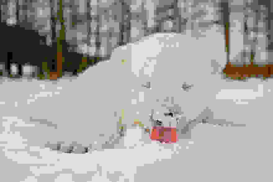 animals-and-first-snow-baby-polar-bear-3.jpg