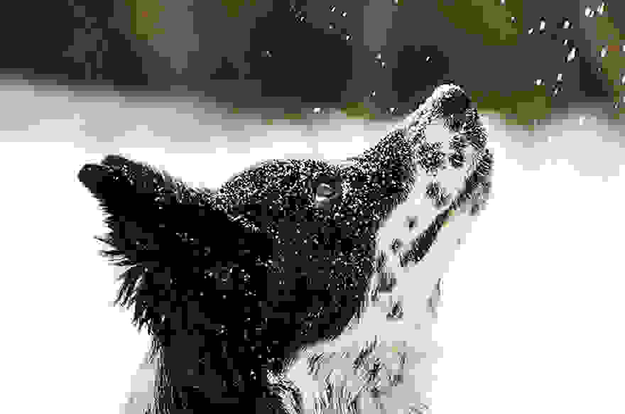 animals-and-first-snow-dog-3__700.jpg