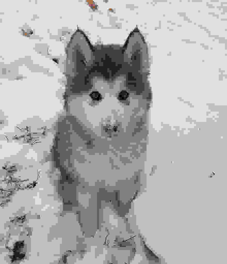 animals-and-first-snow-puppy-husky__700.jpg