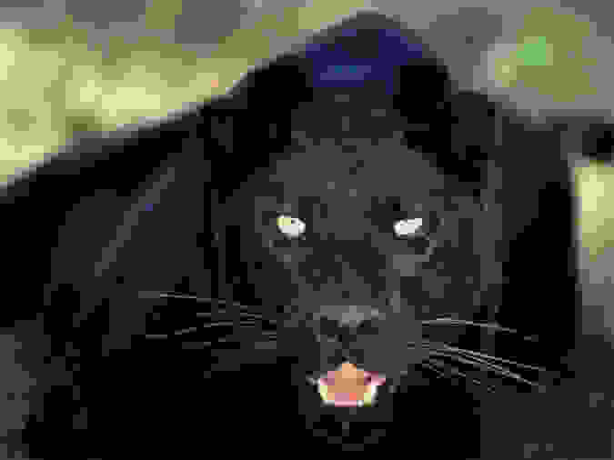 animals deaths 1