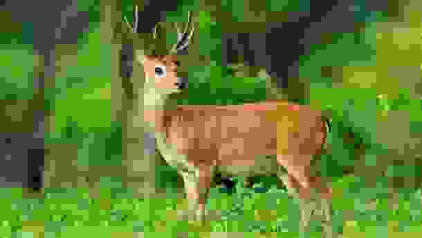 animals_deaths_10.jpg