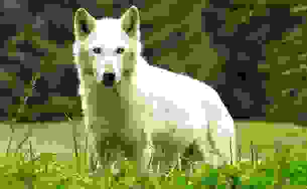 animals_deaths_11.jpg