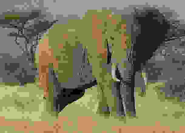 animals_deaths_13.jpg