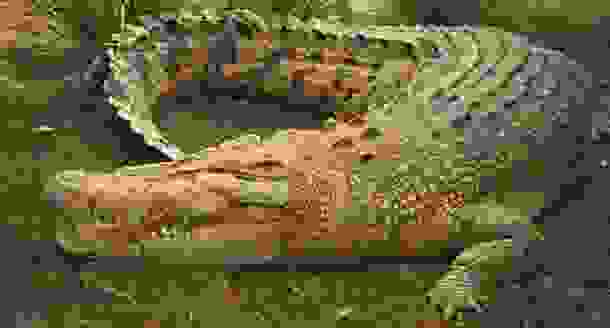animals_deaths_14.jpg