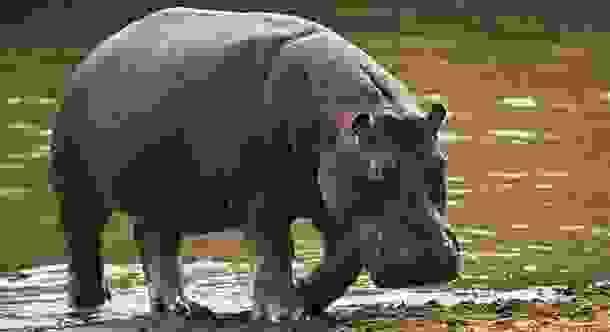 animals_deaths_15.jpg