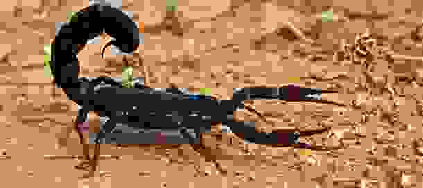 animals_deaths_16.jpg