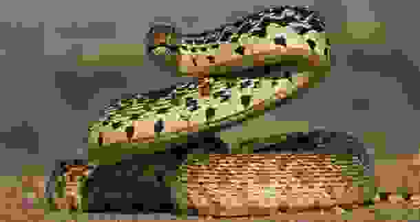 animals_deaths_17.jpg