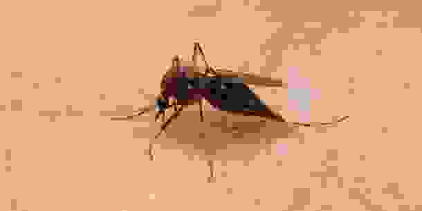 animals_deaths_19.jpg