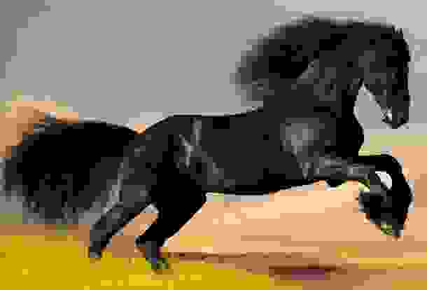 animals_deaths_3.jpg