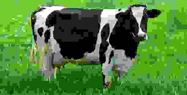 animals_deaths_4.jpg