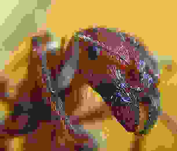 animals_deaths_5.jpg