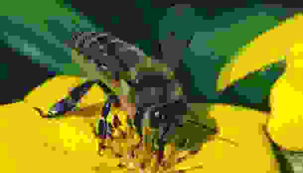 animals_deaths_6.jpg