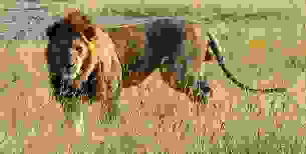 animals_deaths_7.jpg