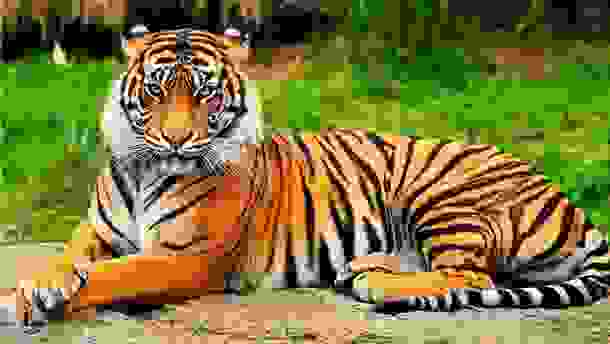 animals_deaths_9.jpg