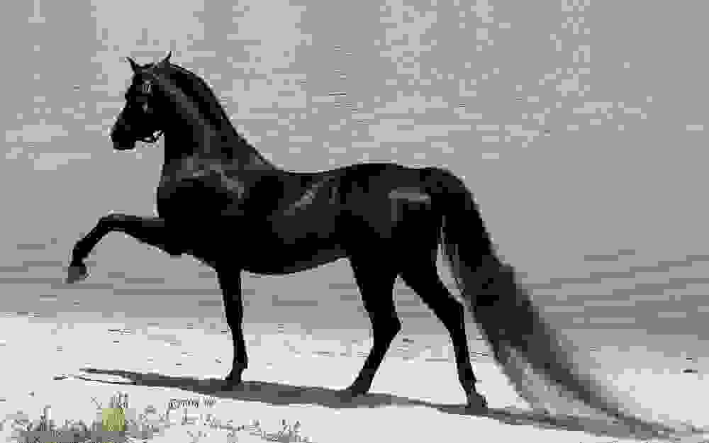 apistefta-omorfa-aloga-black-Arabian-horse-hd-wallpapers-best-background-images.jpg