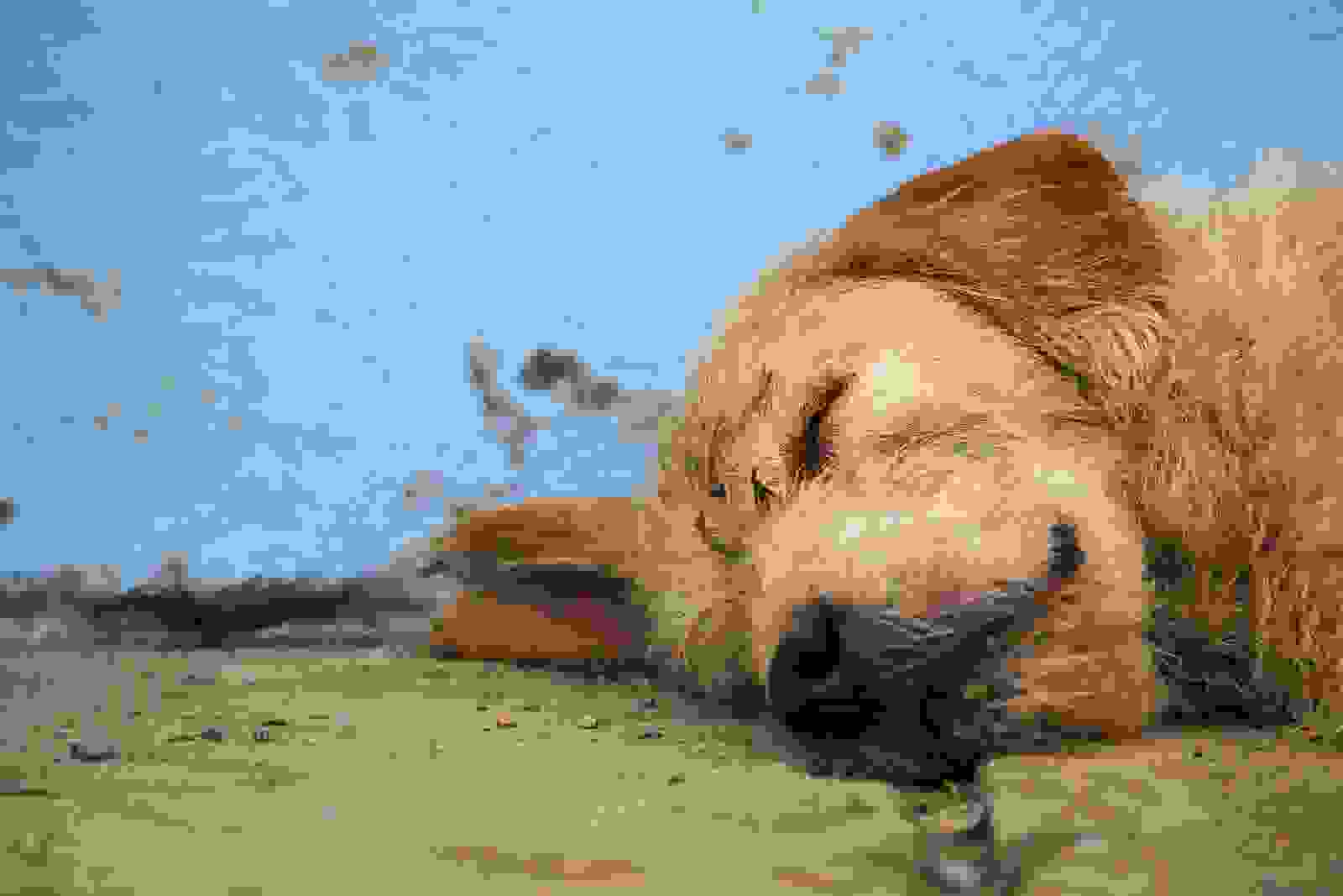 arthur-el-perro-abandonado-que-participo-en-una-competencia-de-aventura-en-ecuador-hoy-viaja-suecia-para-iniciar-una-vida-feliz08.jpg
