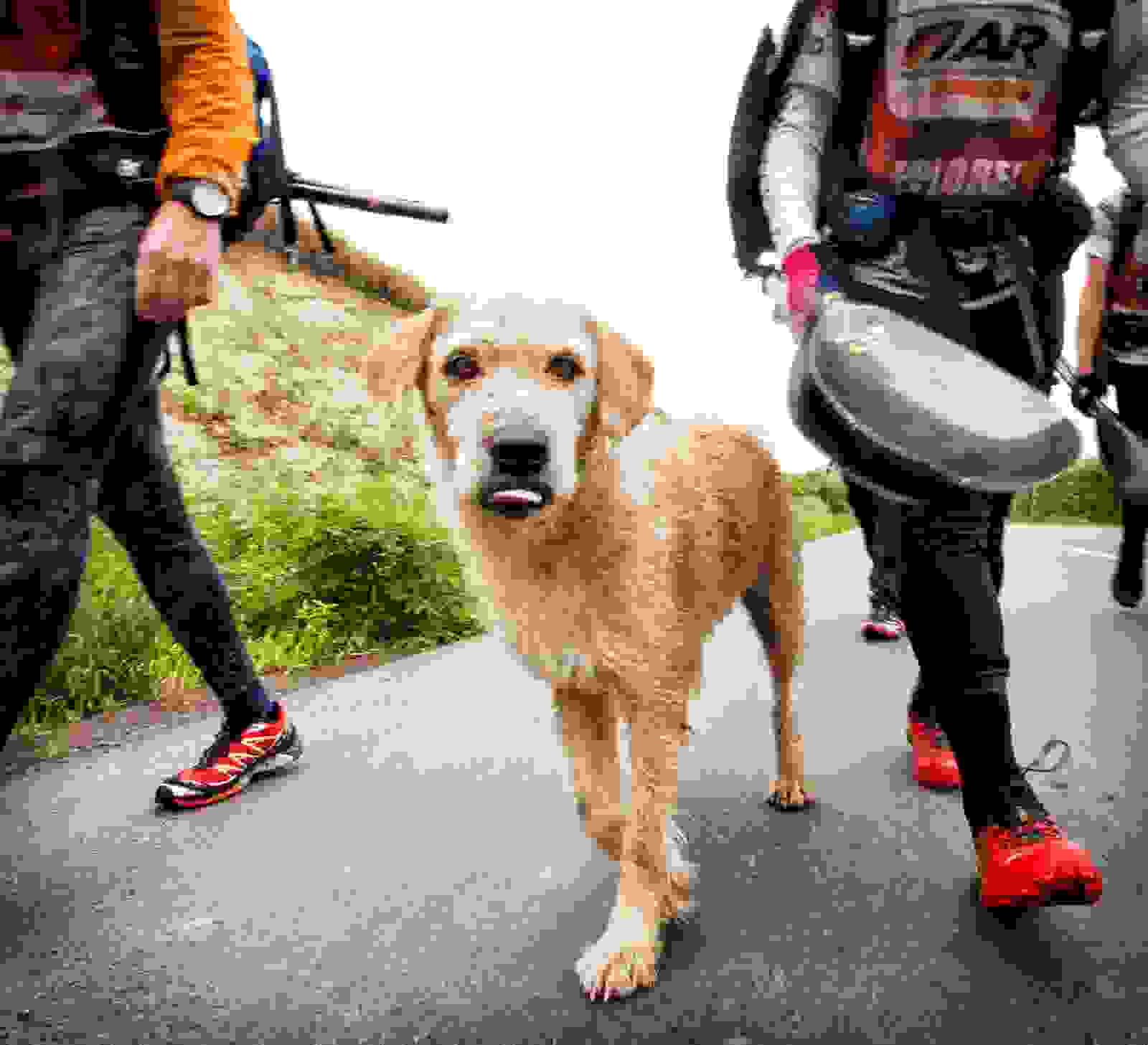 arthur-el-perro-abandonado-que-participo-en-una-competencia-de-aventura-en-ecuador-hoy-viaja-suecia-para-iniciar-una-vida-feliz14.jpg