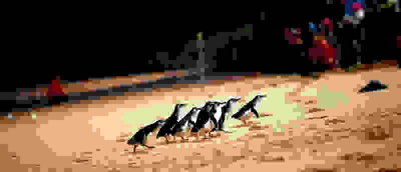 attractions-penguins.jpg