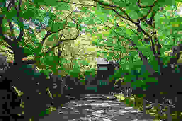 bambooforest10.jpg