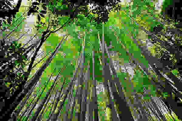 bambooforest11.jpg