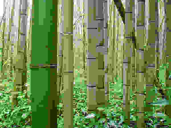 bambooforest13.jpg
