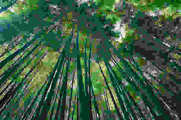 bambooforest5.jpg