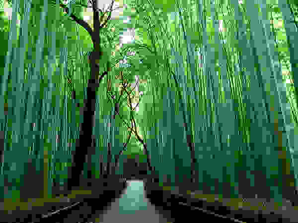 bambooforest7.jpg
