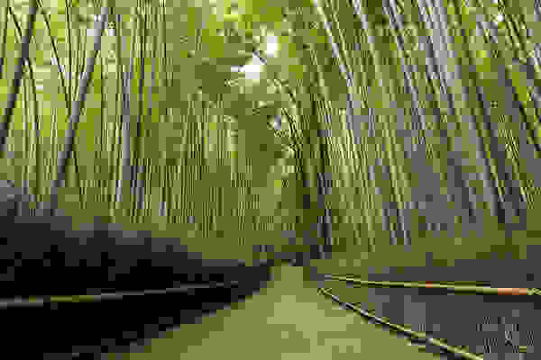 bambooforest8.jpg