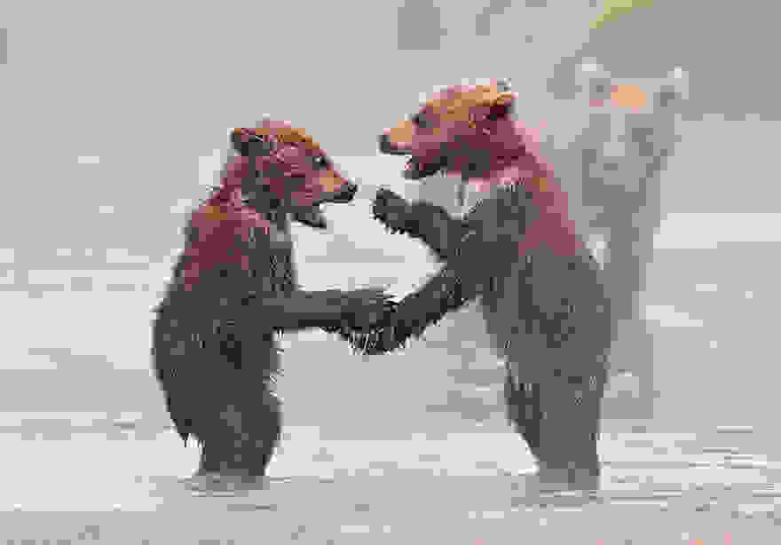 bear-photography-10.jpg