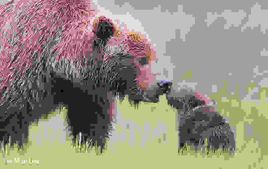 bear-photography-13.jpg