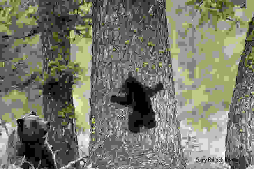 bear-photography-200.jpg